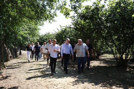 ოთარ შამუგია: „ინდუსტრიულ ბაღებში საკმაოდ კარგი მოსავალია და ხარისხიც ნორმალურია“