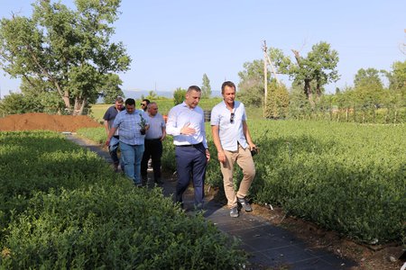 სართიჭალაში ლურჯი მოცვის სანერგე მეურნეობა მოეწყო